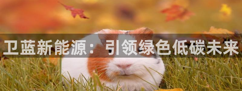 门徒娱乐网站在线观看